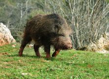 ITALIA DECLARA UN FOCO DE PESTE PORCINA AFRICANA EN JABALÍES EN EL NOROESTE DEL PAIS
