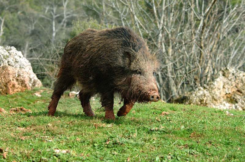 ITALIA DECLARA UN FOCO DE PESTE PORCINA AFRICANA EN JABALÍES EN EL NOROESTE DEL PAIS ITALIA DECLARA UN FOCO DE PESTE PORCINA AFRICANA EN JABALÍES EN EL NOROESTE DEL PAIS